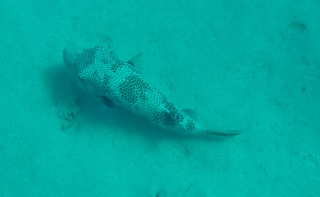 Click to View Starry Puffer<br><span style='font-size:12px'><i>Dave & Rose</i></span>