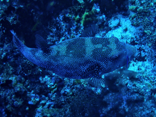 Click to View Starry Puffer<br><span style='font-size:12px'><i>Dave & Rose</i></span>