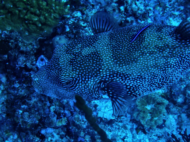 Click to View Starry Puffer<br><span style='font-size:12px'><i>Dave & Rose</i></span>