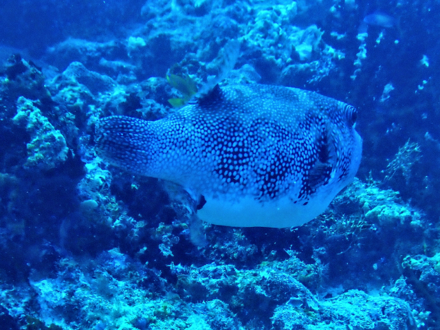 Click to View Starry Puffer<br><span style='font-size:12px'><i>Dave & Rose</i></span>