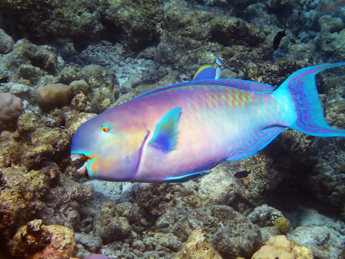 Click to View Steephead Parrotfish<br><span style='font-size:12px'><i>iNaturalist</i></span>