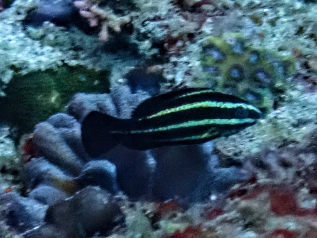 Steephead Parrotfish - juvenile<br><span style='font-size:12px'><i>Dave & Rose</i></span>