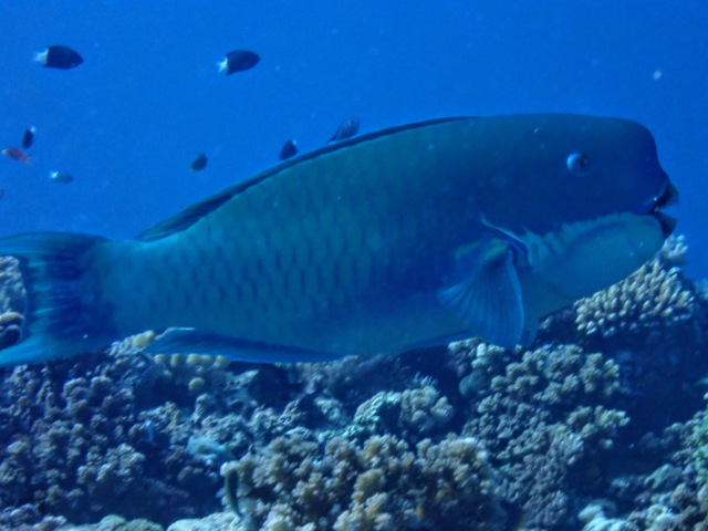 Click to View Steephead Parrotfish<br><span style='font-size:12px'><i>Dave & Rose</i></span>