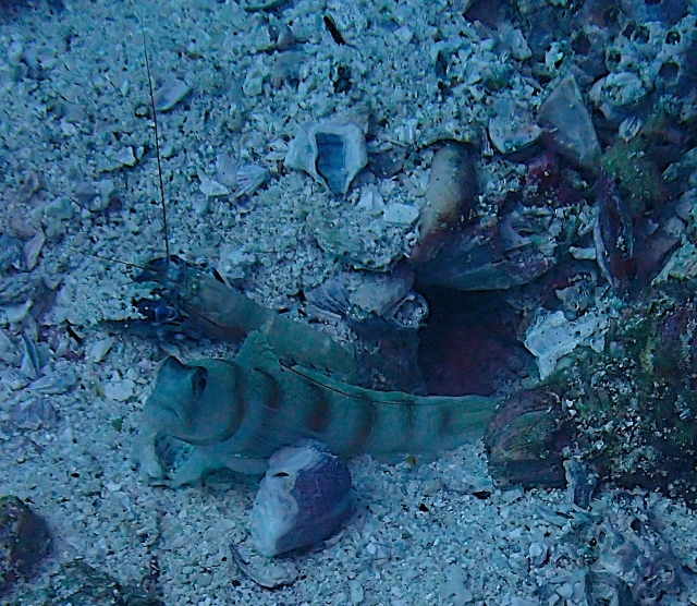 Click to View Steinitz Shrimpgoby<br><span style='font-size:12px'><i>Dave & Rose</i></span>