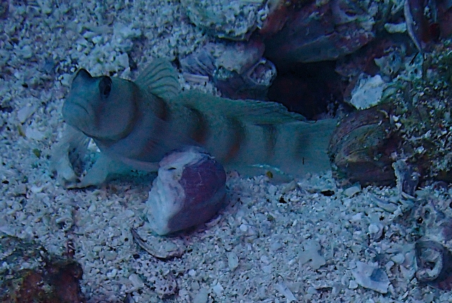 Click to View Steinitz Shrimpgoby<br><span style='font-size:12px'><i>Dave & Rose</i></span>