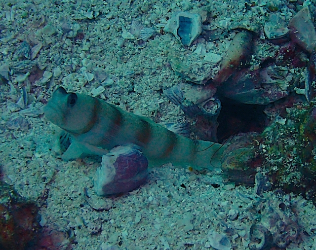 Click to View Steinitz Shrimpgoby<br><span style='font-size:12px'><i>Dave & Rose</i></span>