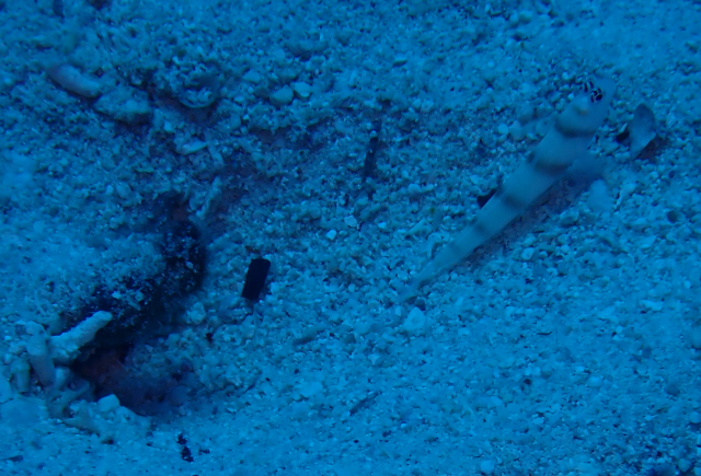 Click to View Steinitz Shrimpgoby<br><span style='font-size:12px'><i>Dave & Rose</i></span>