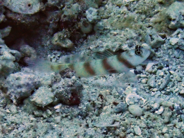Click to View Steinitz Shrimpgoby<br><span style='font-size:12px'><i>Dave & Rose</i></span>