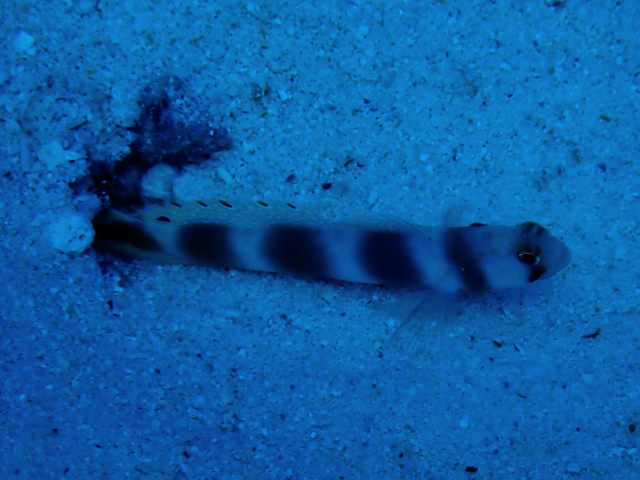 Click to View Steinitz Shrimpgoby<br><span style='font-size:12px'><i>Dave & Rose</i></span>