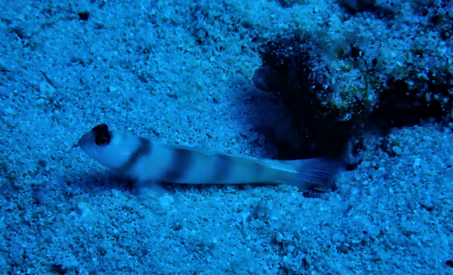 Click to View Steinitz Shrimpgoby<br><span style='font-size:12px'><i>Dave & Rose</i></span>