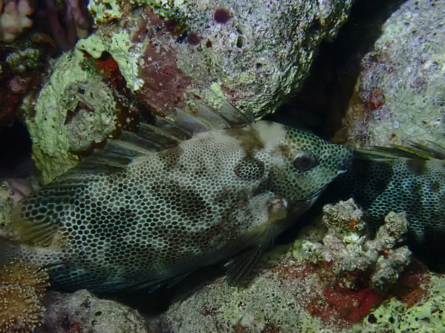 Click to View Stellate Rabbitfish at night<br><span style='font-size:12px'><i>Dave & Rose</i></span>