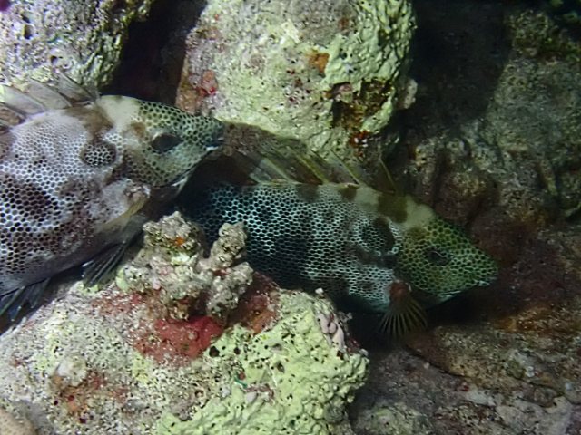 Click to View Stellate Rabbitfish showing different colours<br><span style='font-size:12px'><i>Dave & Rose</i></span>