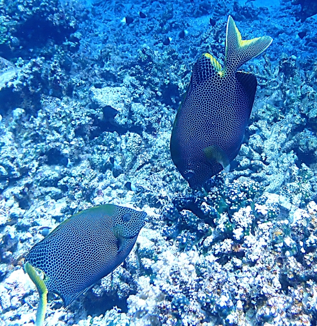 Click to View Stellate Rabbitfish<br><span style='font-size:12px'><i>Dave & Rose</i></span>