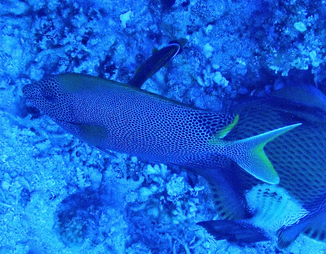 Click to View Stellate Rabbitfish<br><span style='font-size:12px'><i>Dave & Rose</i></span>