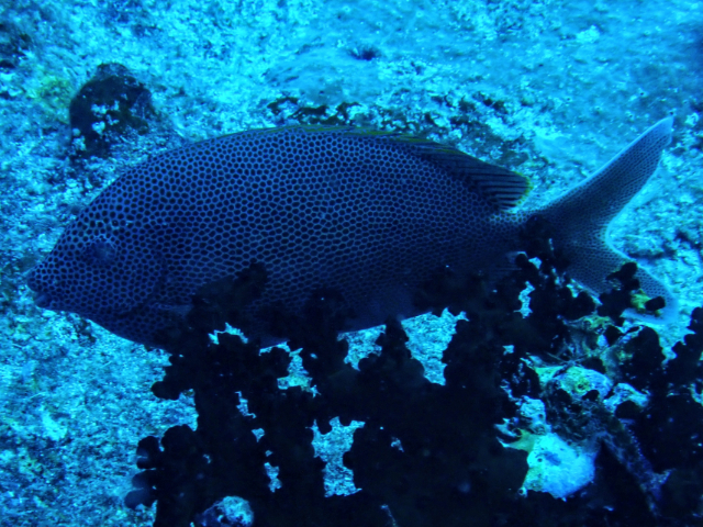 Click to View Stellate Rabbitfish<br><span style='font-size:12px'><i>Dave & Rose</i></span>