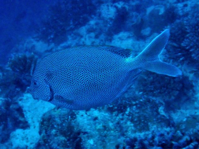 Click to View Stellate Rabbitfish<br><span style='font-size:12px'><i>Dave & Rose</i></span>