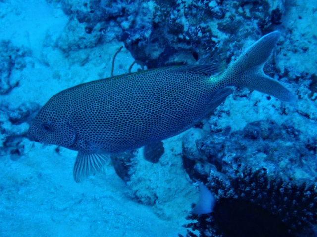 Click to View Stellate Rabbitfish<br><span style='font-size:12px'><i>Dave & Rose</i></span>