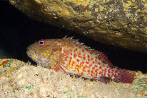 Click to View Stocky Hawkfish<br><span style='font-size:12px'><i>iNaturalist</i></span>