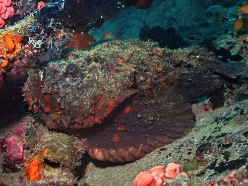 Click to View Stonefish<br><span style='font-size:12px'><i>iNaturalist</i></span>