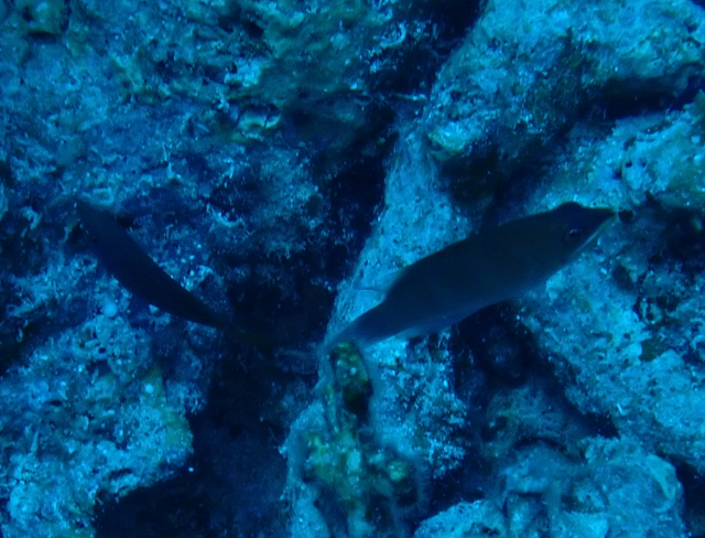 Click to View Striated Wrasse<br><span style='font-size:12px'><i>Dave & Rose</i></span>