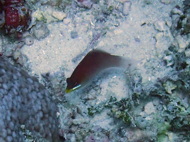 Click to View Striated Wrasse<br><span style='font-size:12px'><i>Dave & Rose</i></span>