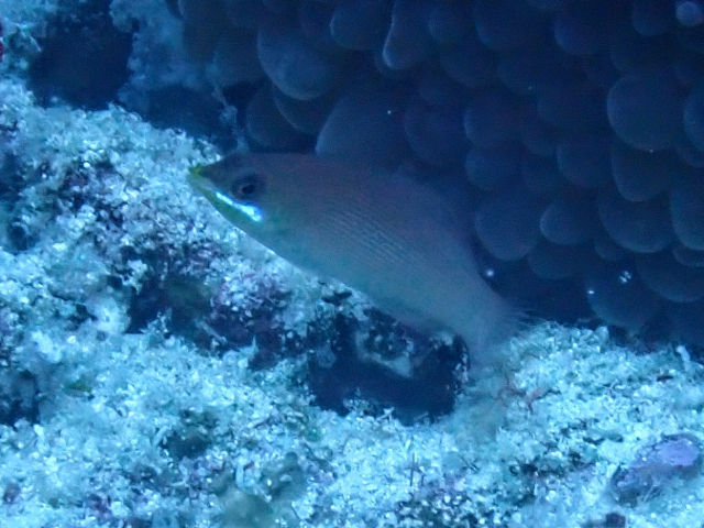 Striated Wrasse<br><span style='font-size:12px'><i>Dave & Rose</i></span>