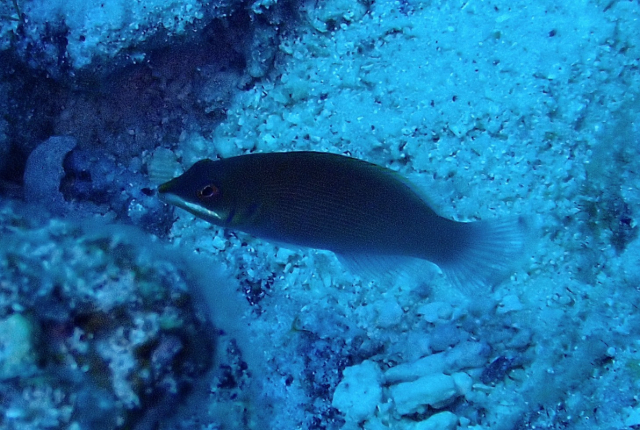 Click to View Striated Wrasse<br><span style='font-size:12px'><i>Dave & Rose</i></span>