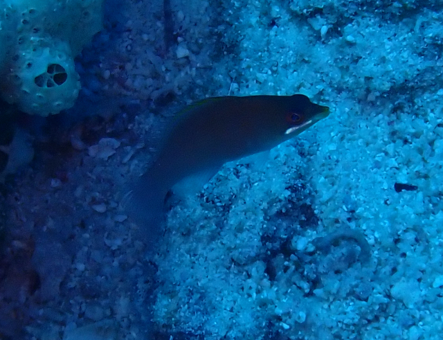 Click to View Striated Wrasse<br><span style='font-size:12px'><i>Dave & Rose</i></span>