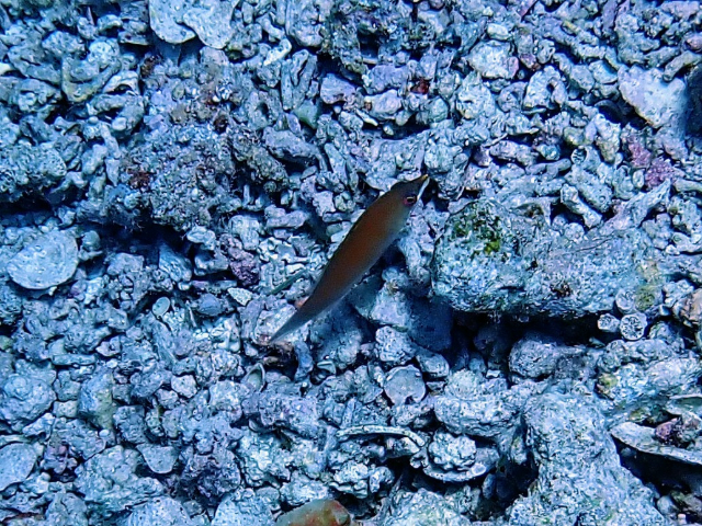 Click to View Striated Wrasse<br><span style='font-size:12px'><i>Dave & Rose</i></span>