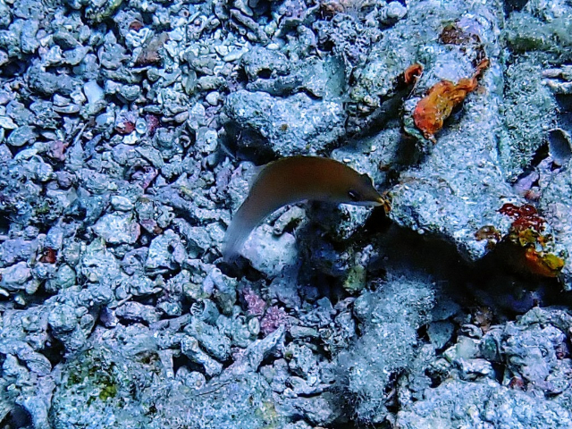 Click to View Striated Wrasse<br><span style='font-size:12px'><i>Dave & Rose</i></span>