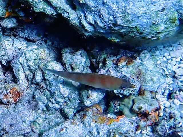 Click to View Striated Wrasse<br><span style='font-size:12px'><i>Dave & Rose</i></span>