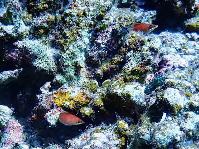 Click to View Striated Wrasse<br><span style='font-size:12px'><i>Dave & Rose</i></span>