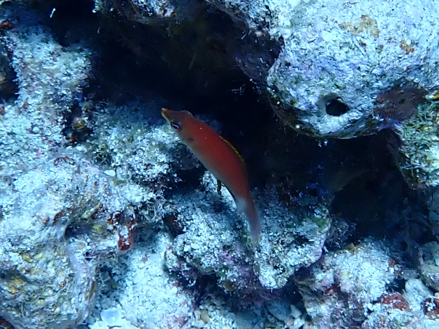 Click to View Striated Wrasse<br><span style='font-size:12px'><i>Dave & Rose</i></span>