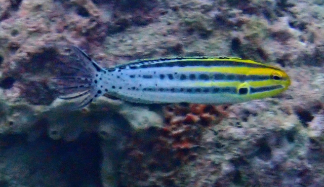 Click to View Striped Blenny<br><span style='font-size:12px'><i>Dave & Rose</i></span>