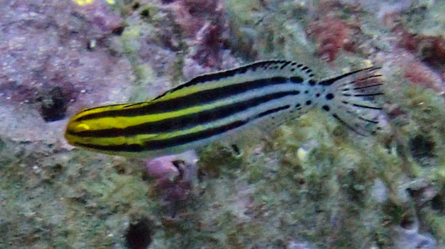 Click to View Striped Blenny<br><span style='font-size:12px'><i>Dave & Rose</i></span>