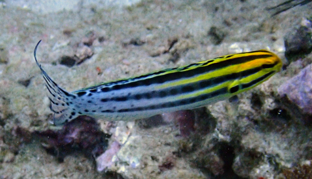 Click to View Striped Blenny<br><span style='font-size:12px'><i>Dave & Rose</i></span>