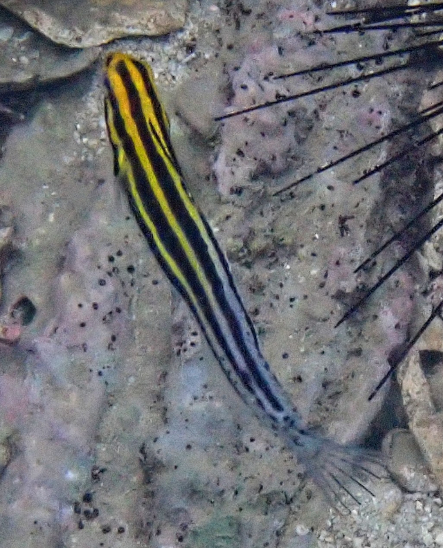 Click to View Striped Blenny<br><span style='font-size:12px'><i>Dave & Rose</i></span>