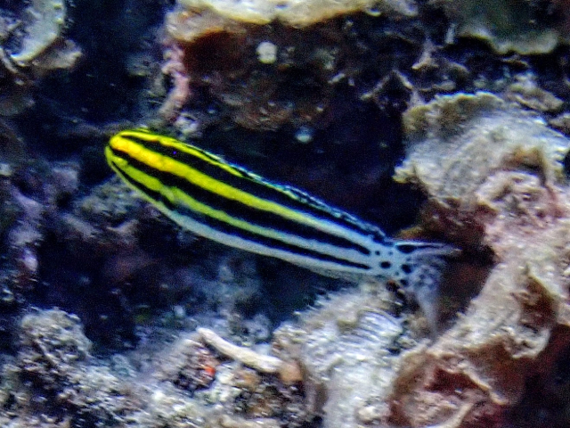 Striped Blenny<br><span style='font-size:12px'><i>Dave & Rose</i>&nbsp&nbspPhilippines&nbsp&nbsp2nd May 2026</span>