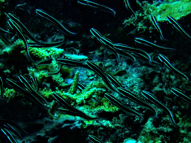 Striped Eel Catfish<br><span style='font-size:12px'><i>Dave & Rose</i></span>