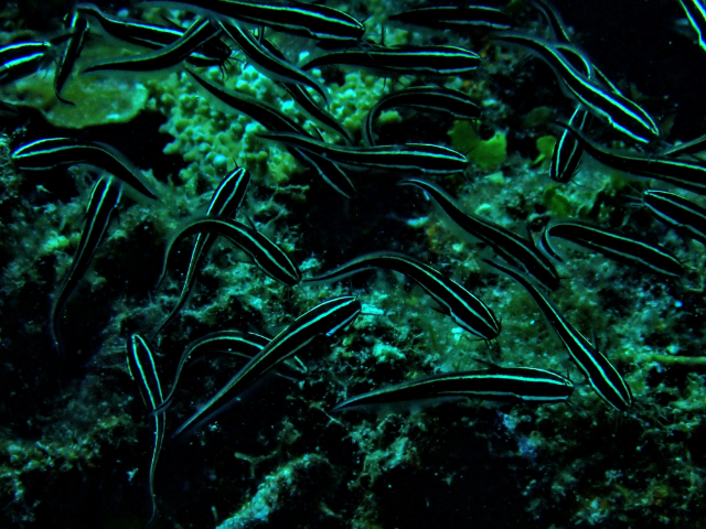 Striped Eel Catfish<br><span style='font-size:12px'><i>Dave & Rose</i></span>