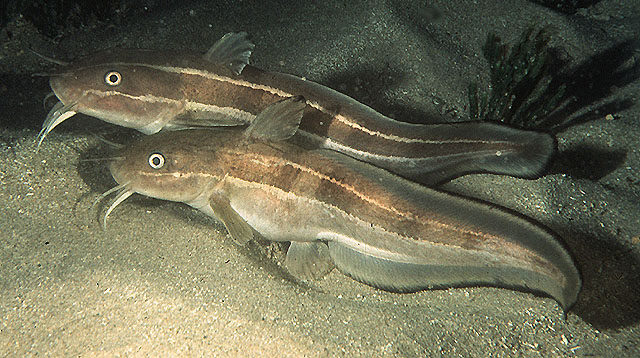 Click to View Striped Eel Catfish<br><span style='font-size:12px'><i>Fishbase</i></span>