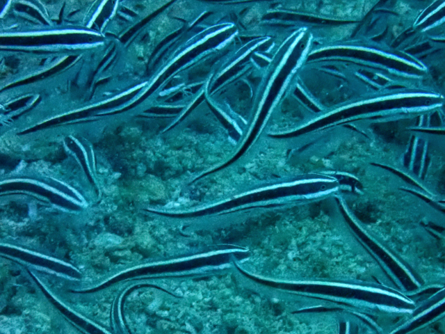 Click to View Striped Eel Catfish<br><span style='font-size:12px'><i>Dave & Rose</i></span>