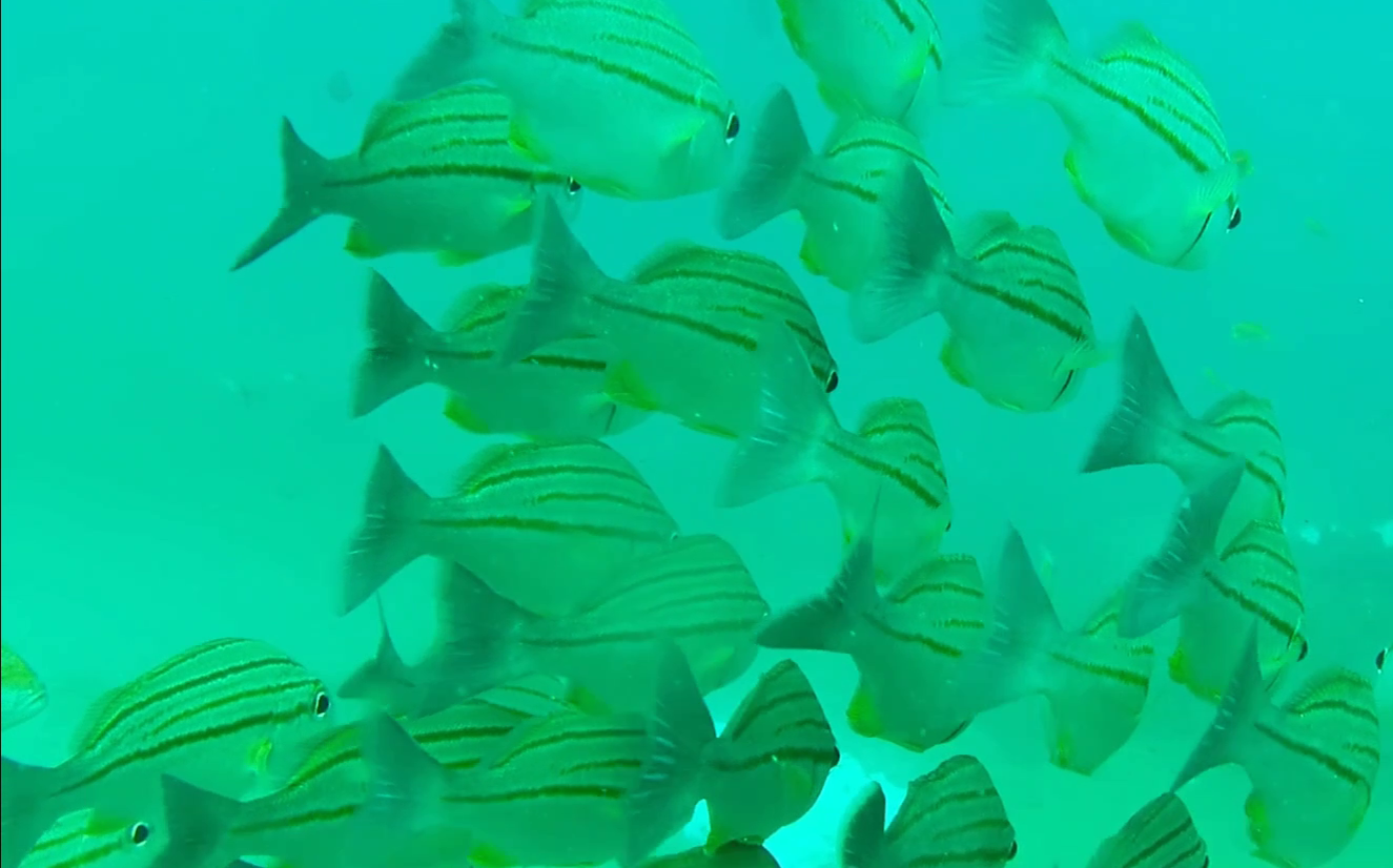 Click to View Striped Grunter<br><span style='font-size:12px'><i>Dave & Rose</i></span>