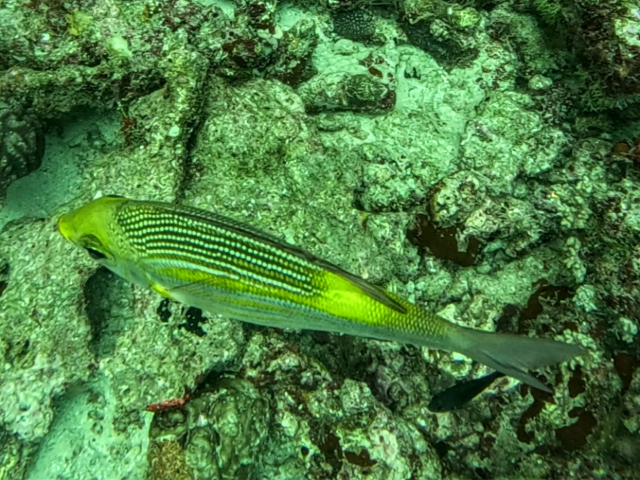 Striped Large-eye Bream<br><span style='font-size:12px'><i>Dave & Rose</i>&nbsp&nbspMaldives&nbsp&nbsp7th Jan 2026</span>