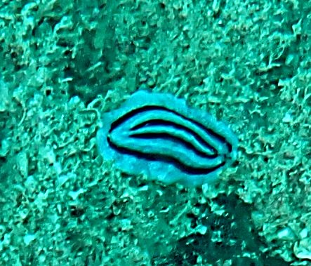 Click to View Striped Phyllidiopsis<br><span style='font-size:12px'><i>Dave & Rose</i></span>