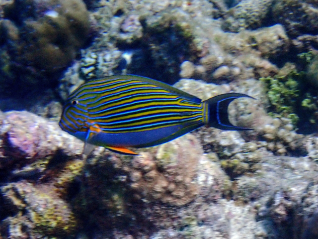Striped Surgeonfish<br><span style='font-size:12px'><i>Dave & Rose</i></span>