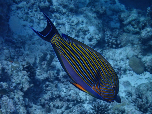 Striped Surgeonfish<br><span style='font-size:12px'><i>Dave & Rose</i>&nbsp&nbspMaldives&nbsp&nbsp14th Jan 2026</span>