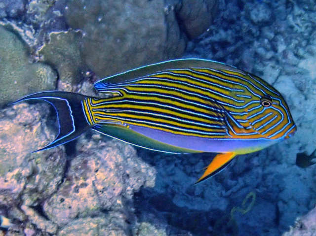 Striped Surgeonfish<br><span style='font-size:12px'><i>Dave & Rose</i></span>