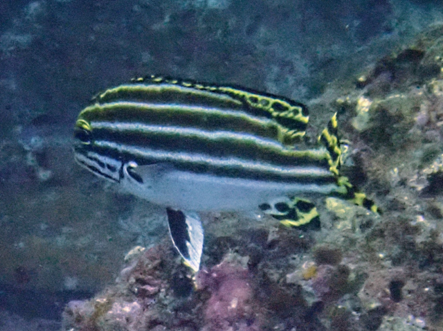 Click to View Striped Sweetlips<br><span style='font-size:12px'><i>Dave & Rose</i></span>