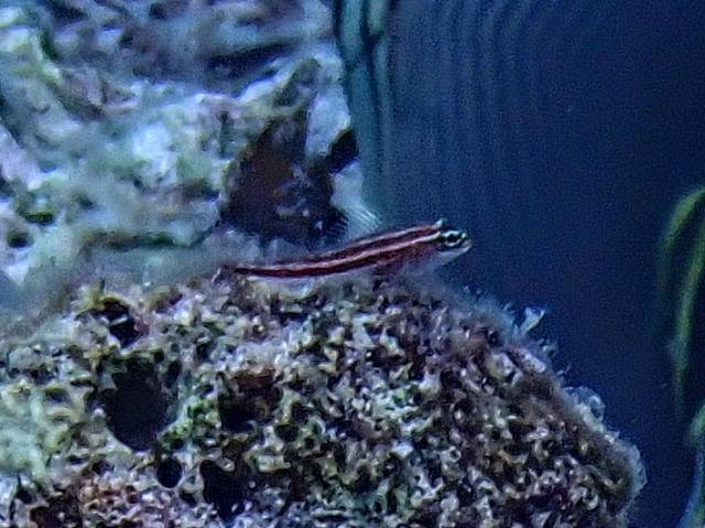 Click to View Striped Triplefin<br><span style='font-size:12px'><i>Dave & Rose</i></span>